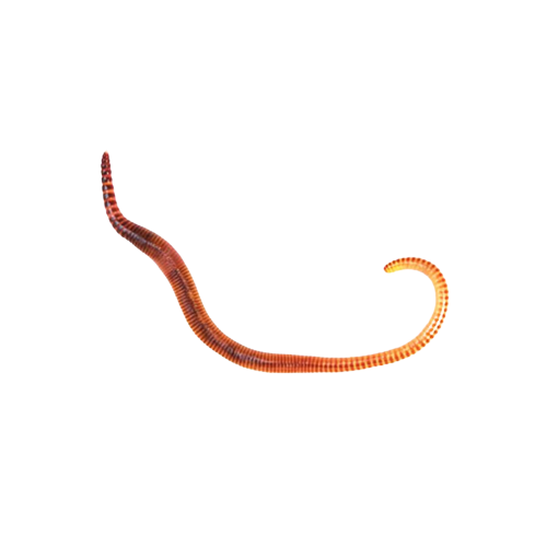 Small Worms (Dendrobaena) - Ocean Corals